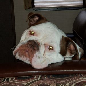 Meet your Posher, Melodie